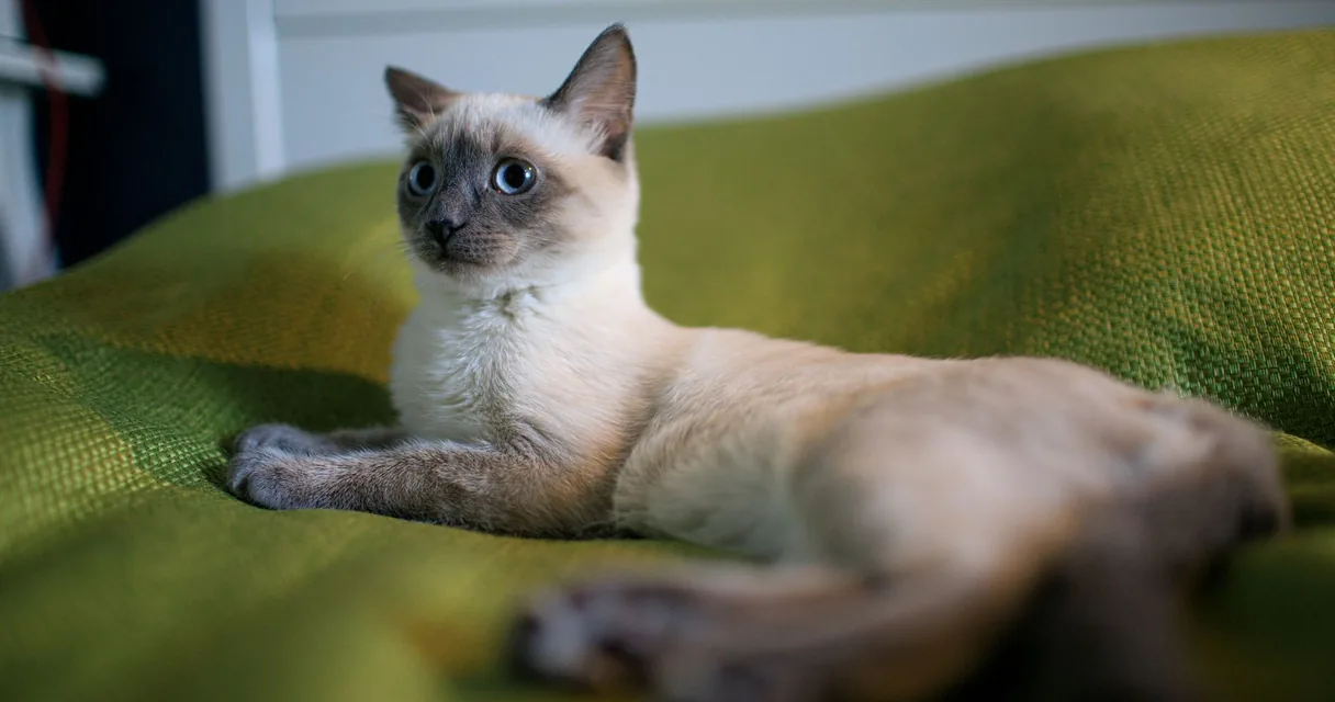 Gato siamês deitado sobre uma almofada verde, ilustrando quanto custa um gato siamês
