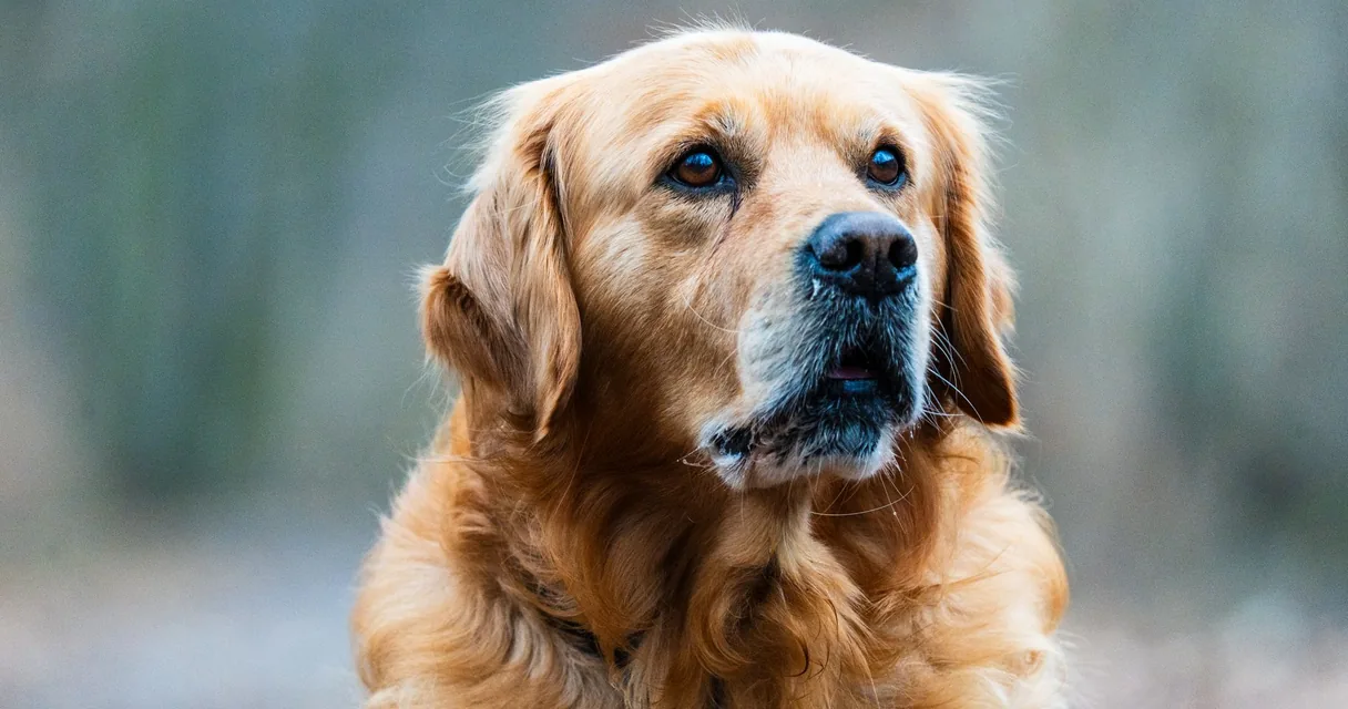 Cão golden retriever de pelo dourado olhando para o lado, ilustrando quanto custa um golden retriever