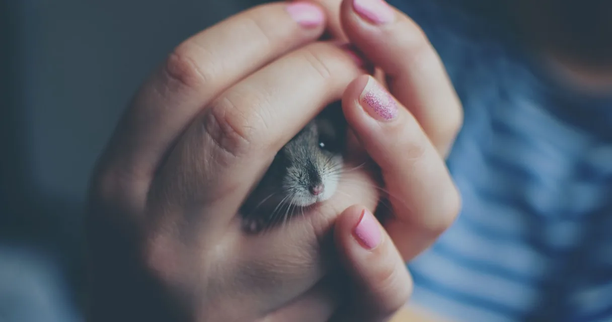 Hamster protegido entre as mãos de uma pessoa, ilustrando quanto custa um hamster