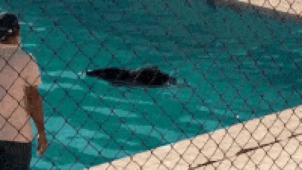 Queixada é resgatada de piscina da UFMS no Pantanal