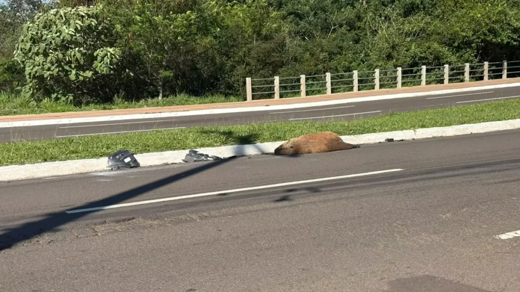 Capivara morta atropelada na Avenida Mato Grosso em Campo Grande