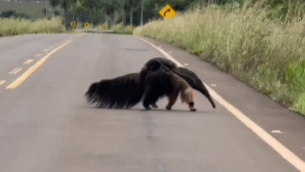 Mãe tamanduá-bandeira é flagrada com filhote em rodovia