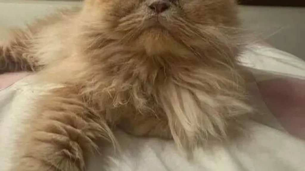 Gato persa desaparece no Itanhangá Park e tutora pede ajuda