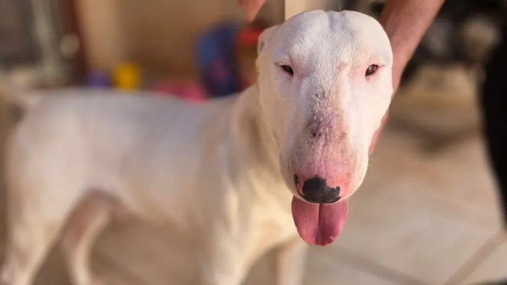 Bull terrier é resgatado em padaria e tutora é procurada