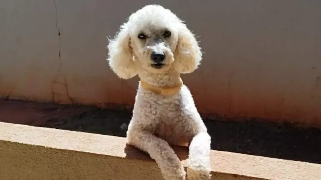 Poodle com epilepsia some no Tijuca; família busca por Max