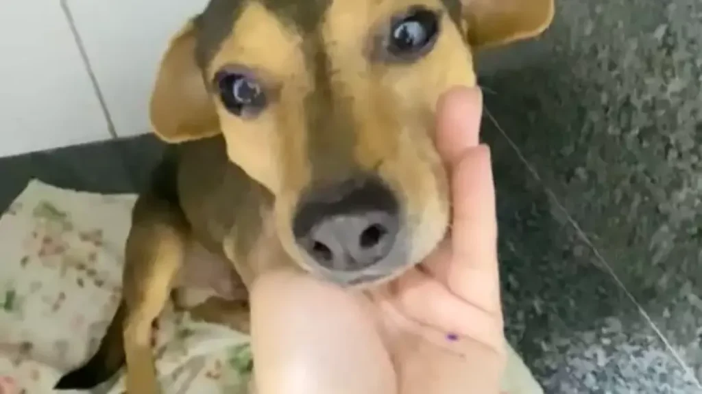Cão Sorriso sobrevive a atropelamento e busca lar em Campo Grande